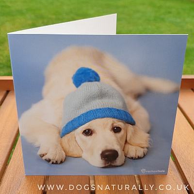 Golden Retriever Rachael Hale Dog Greetings Card Mr Darcy